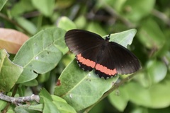 Biblis