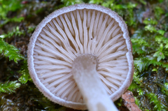 Trichocybe