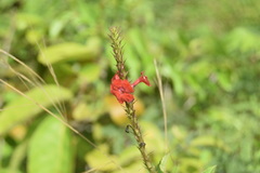 Stachytarpheta miniacea