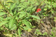 Stachytarpheta miniacea