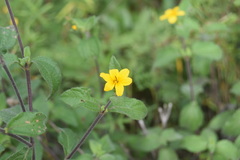 Wedelia acapulcensis