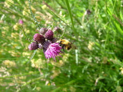 Volucella bombylans