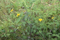 Wedelia acapulcensis