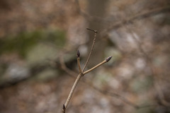 Viburnum acerifolium