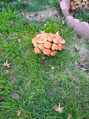 Desarmillaria tabescens image