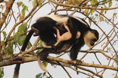 Colobus guereza