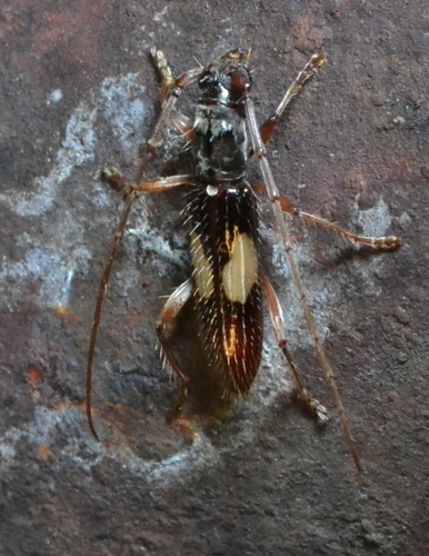 Rhysium bivulneratum