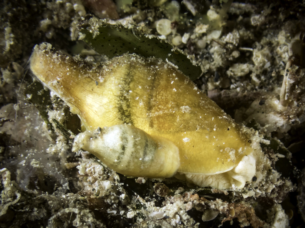 Volvatellidae