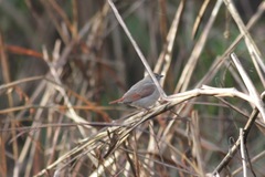 Pytilia phoenicoptera