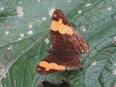 Adelpha saundersii
