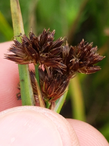 Image of Juncus phaeocephalus by (c) Ken-ichi Ueda, some rights reserved (CC BY)