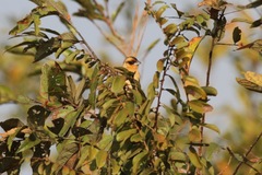 Pachyphantes superciliosus