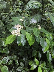 Begonia cooperi