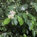 Begonia cooperi - Photo 由 Lisa Thompson 所上傳的 (c) Lisa Thompson，保留部份權利CC BY-NC