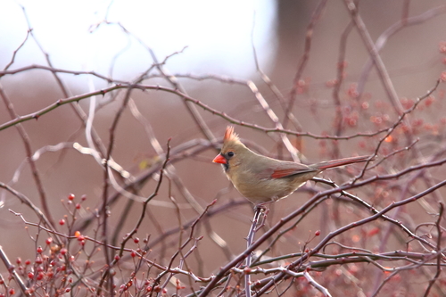 Northern Cardinal photographed in Connecticut