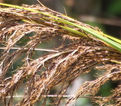 Gahnia setifolia