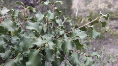 Prunus ilicifolia ilicifolia