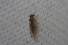 Blastopsylla occidentalis