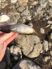 Unionoidea