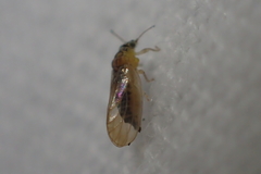 Blastopsylla occidentalis