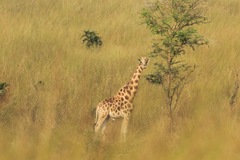 Giraffa camelopardalis antiquorum