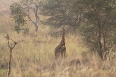 Giraffa camelopardalis antiquorum