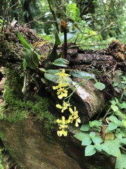 Oncidium obryzatoides