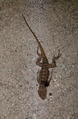 Sceloporus zosteromus