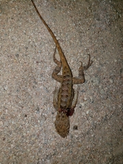 Sceloporus zosteromus