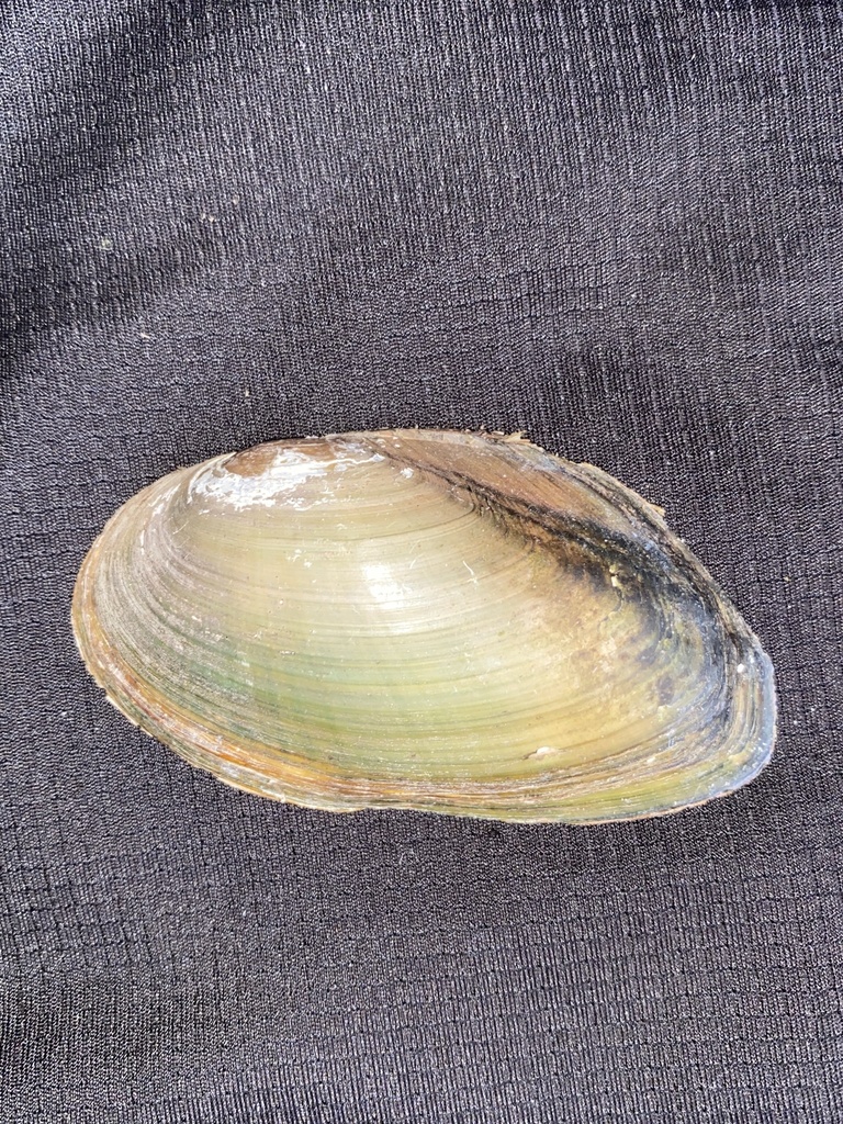 barrel floater