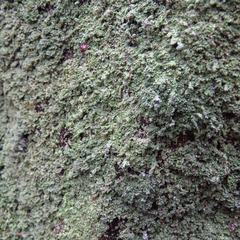 Cladonia caespiticia