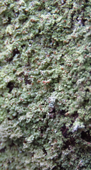 Cladonia caespiticia