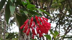 Bomarea costaricensis