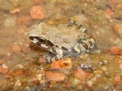 Pseudacris streckeri