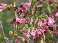 Erica imbricata