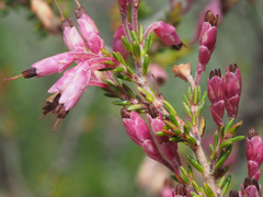 Erica imbricata