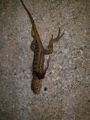 Sceloporus zosteromus