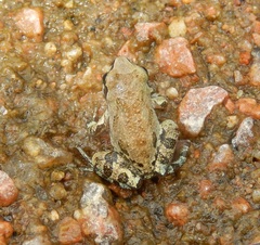 Pseudacris streckeri