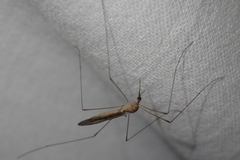 Limoniidae