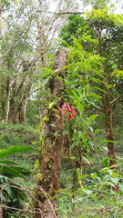 Bomarea costaricensis