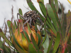 Hetrodes pupus