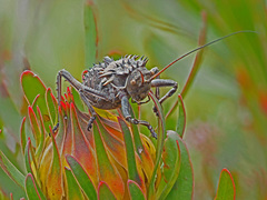 Hetrodes pupus