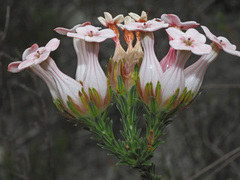 Erica ampullacea