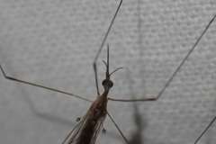 Limoniidae