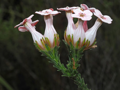 Erica ampullacea