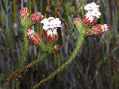 Erica ampullacea
