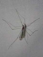 Limoniidae