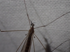 Limoniidae