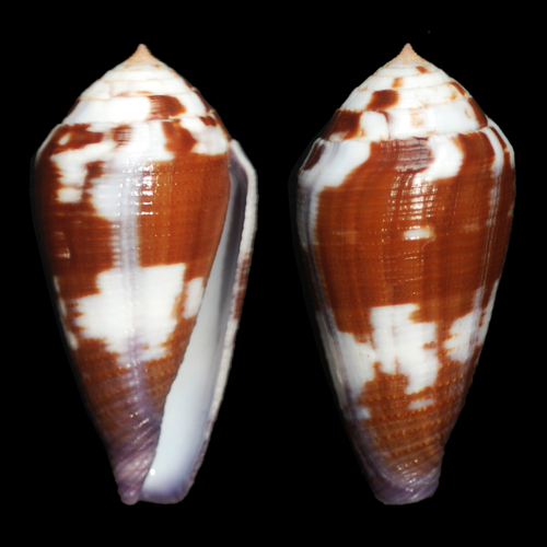 Conus scabriusculus