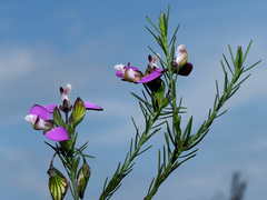 Polygala umbellata